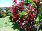 St Vincent colourful foliage